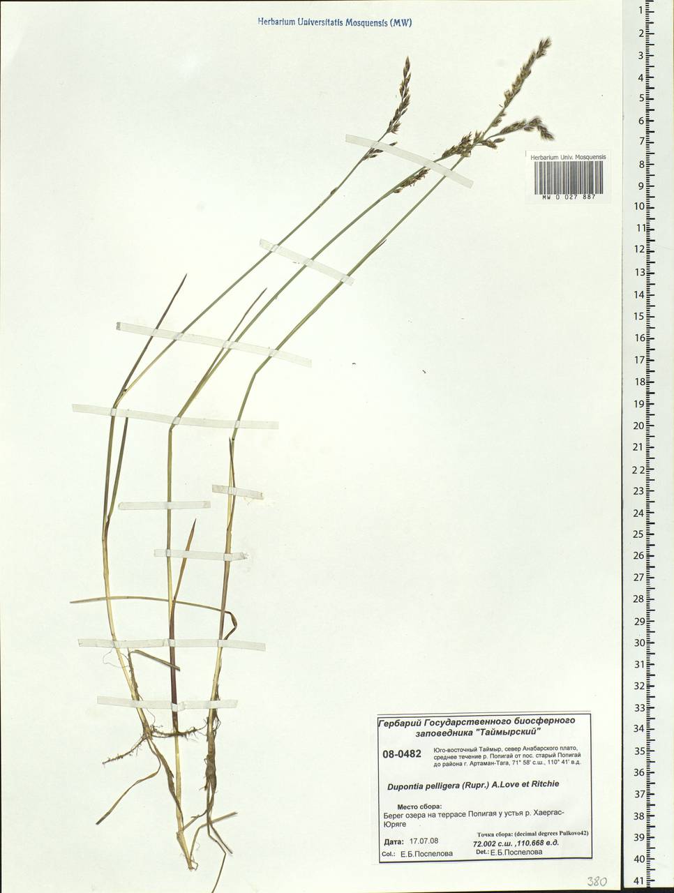 Dupontia fisheri R.Br., Siberia, Central Siberia (S3) (Russia)