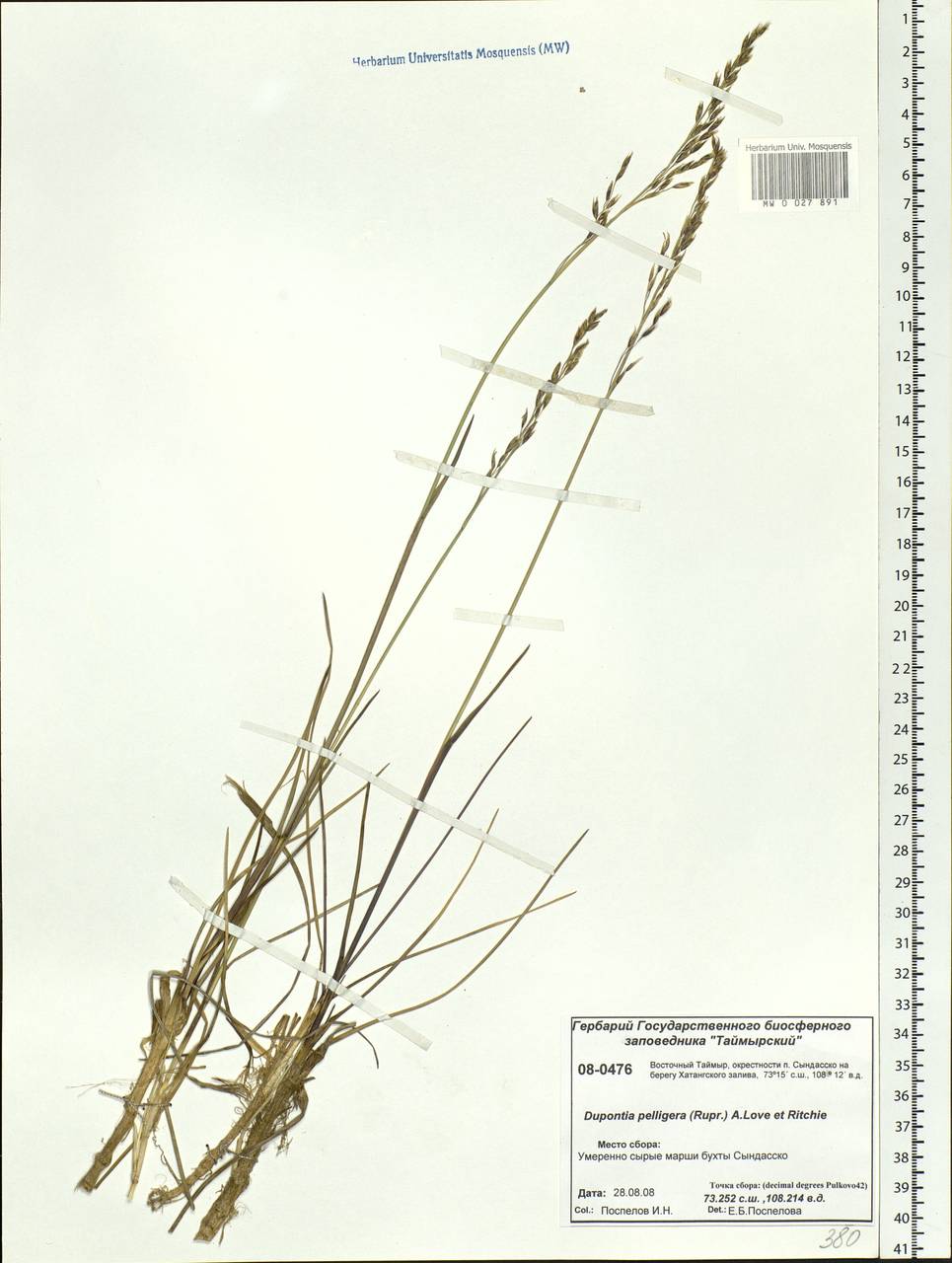 Dupontia fisheri R.Br., Siberia, Central Siberia (S3) (Russia)