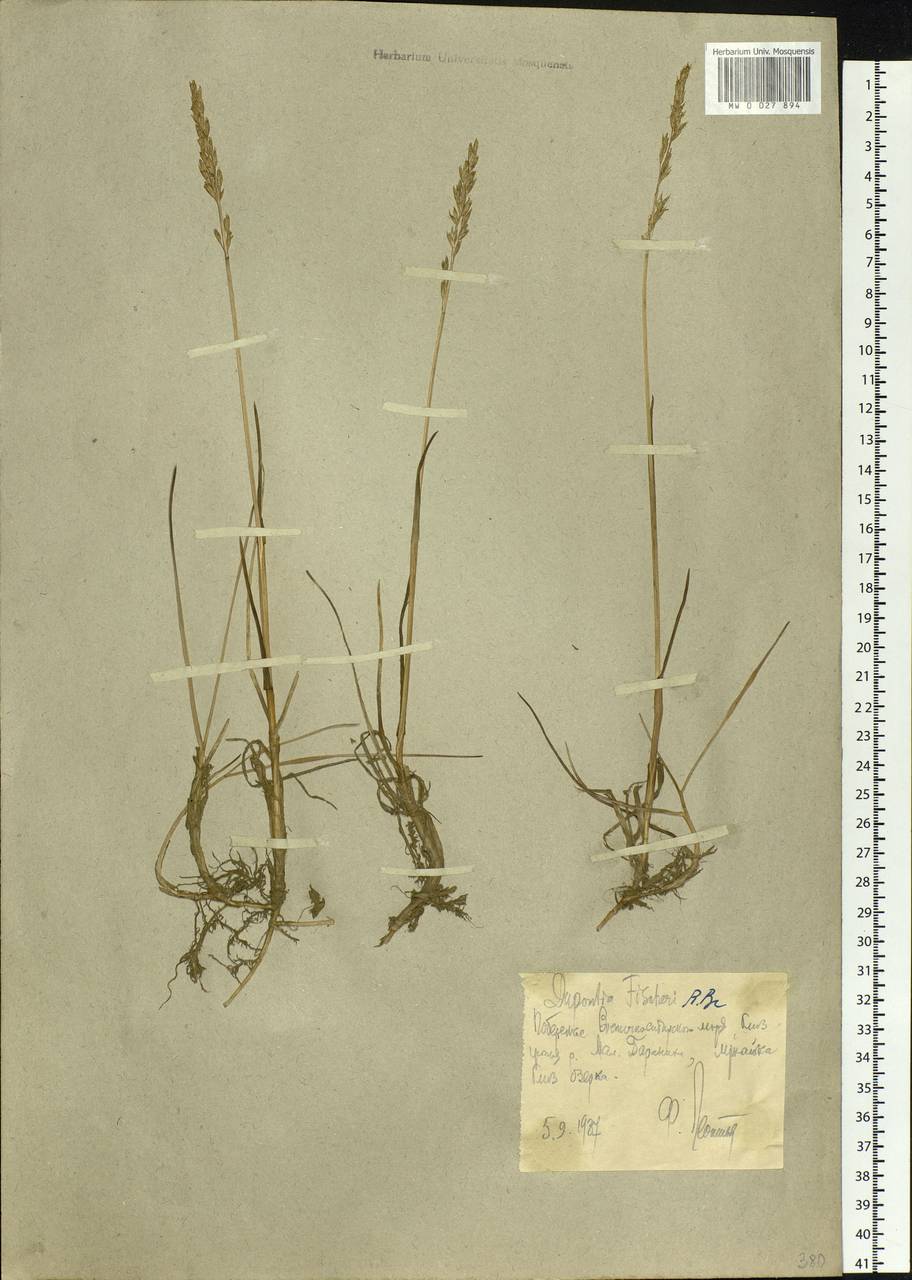 Dupontia fisheri R.Br., Siberia, Chukotka & Kamchatka (S7) (Russia)