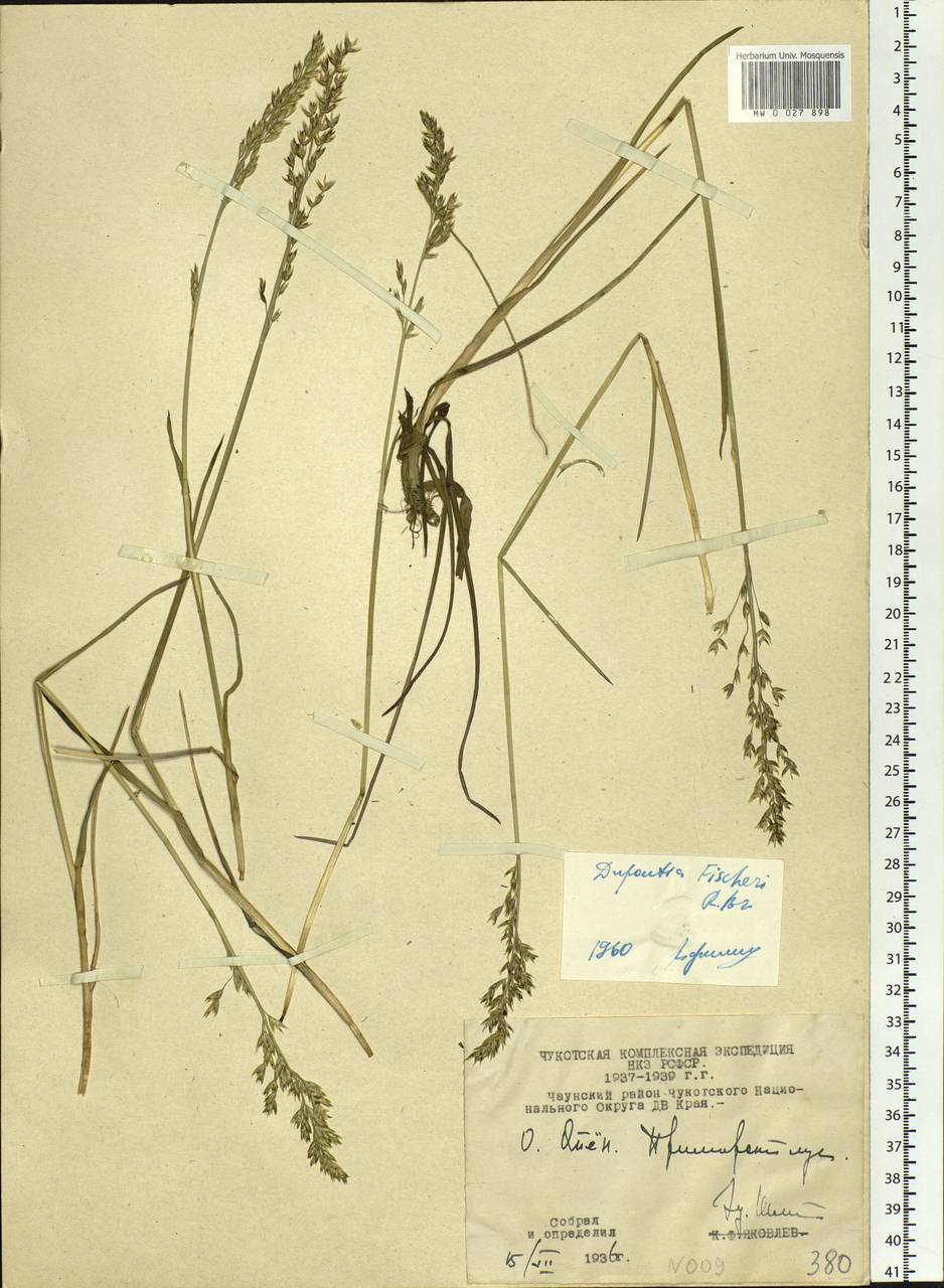 Dupontia fisheri R.Br., Siberia, Chukotka & Kamchatka (S7) (Russia)