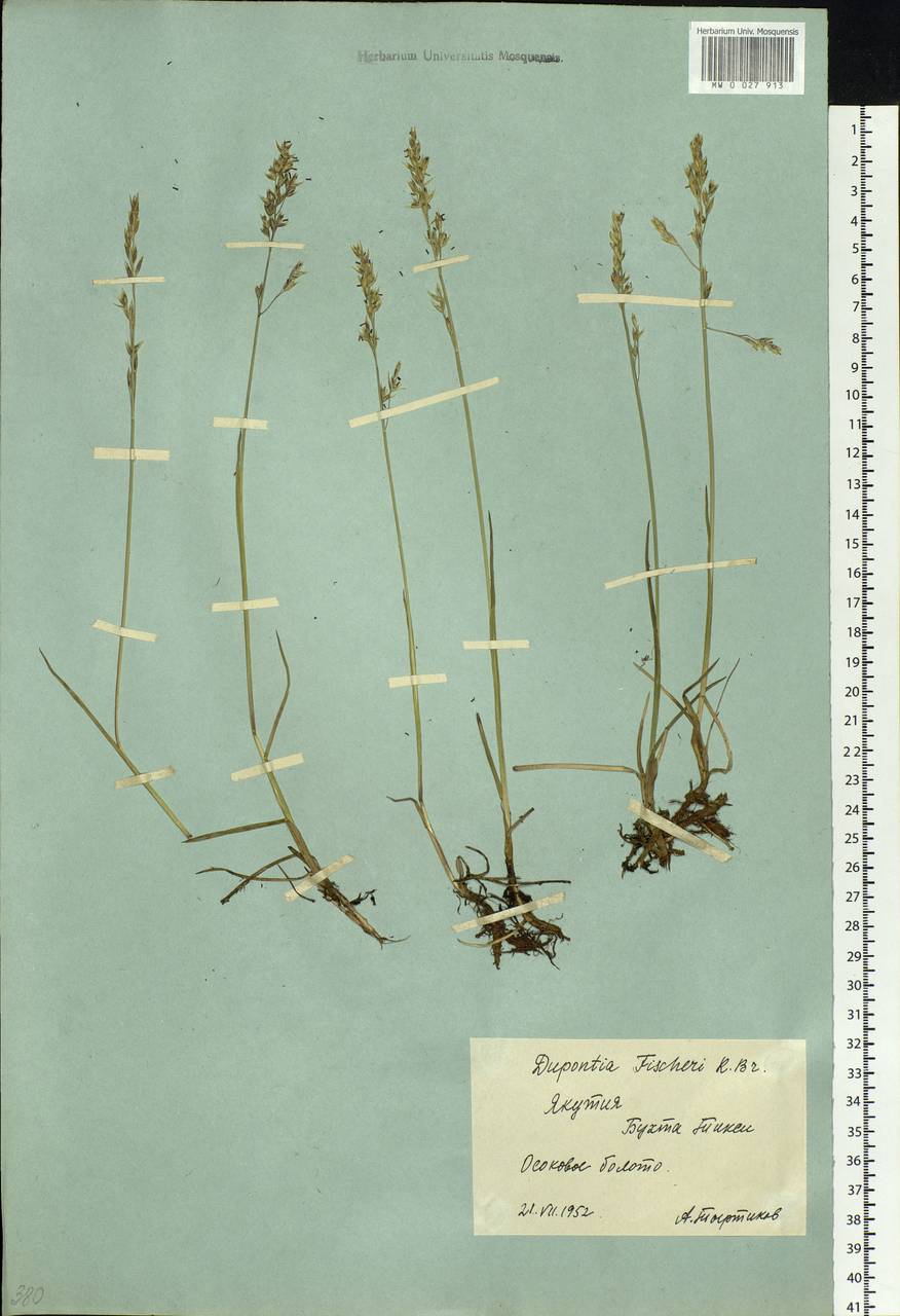 Dupontia fisheri R.Br., Siberia, Yakutia (S5) (Russia)