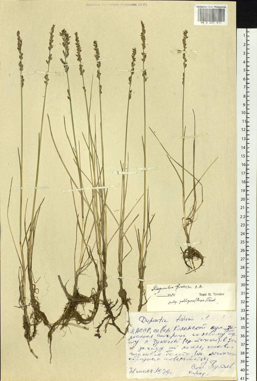 Dupontia fisheri R.Br., Siberia, Yakutia (S5) (Russia)