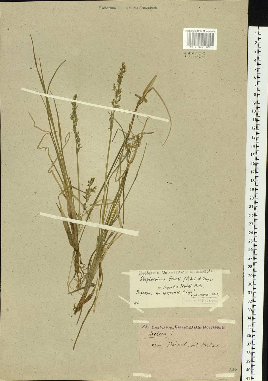 Dupontia fisheri R.Br., Siberia, Baikal & Transbaikal region (S4) (Russia)