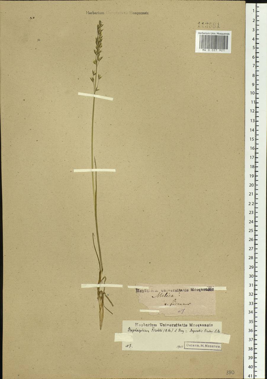 Dupontia fisheri R.Br., Siberia, Baikal & Transbaikal region (S4) (Russia)
