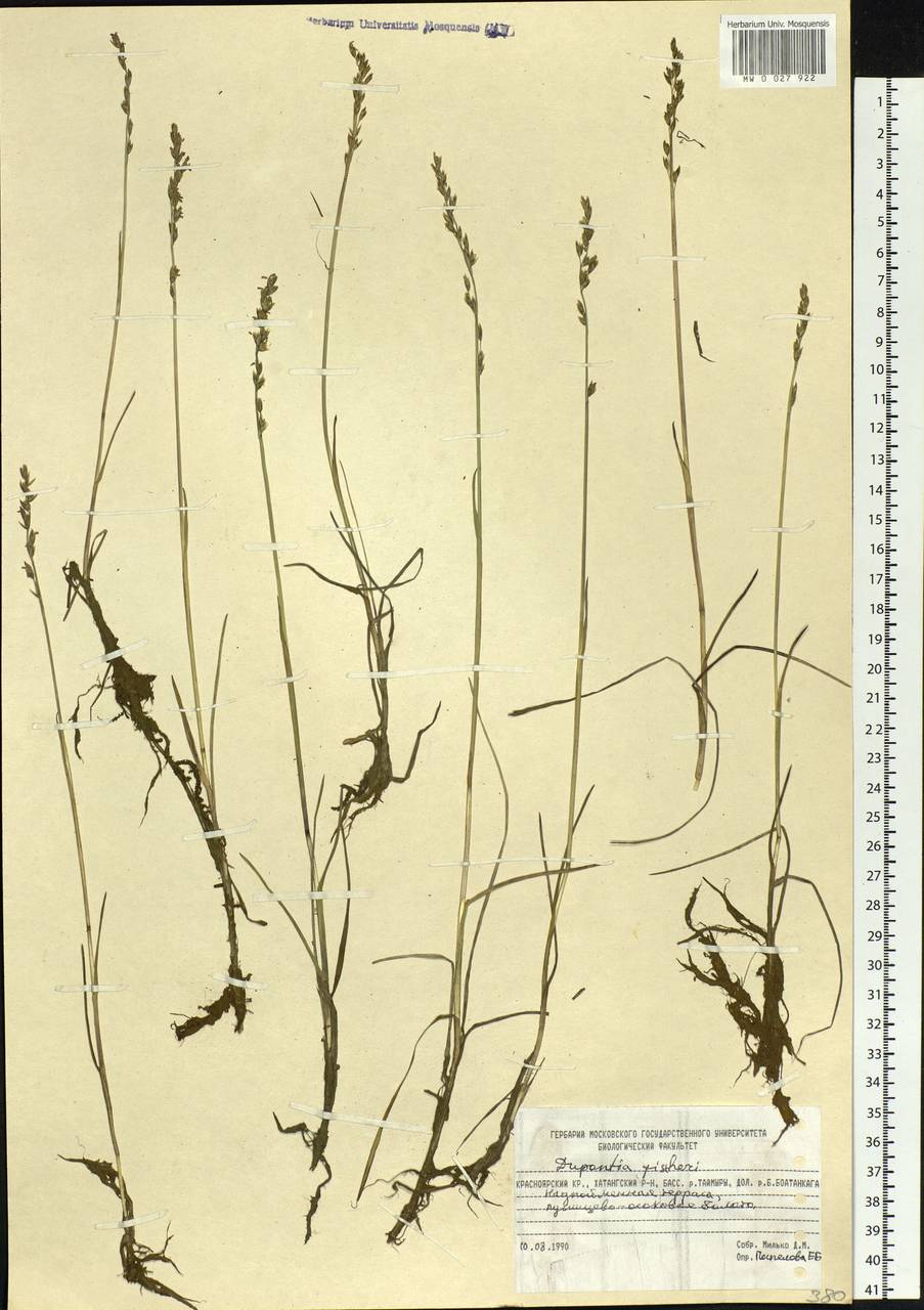 Dupontia fisheri R.Br., Siberia, Central Siberia (S3) (Russia)