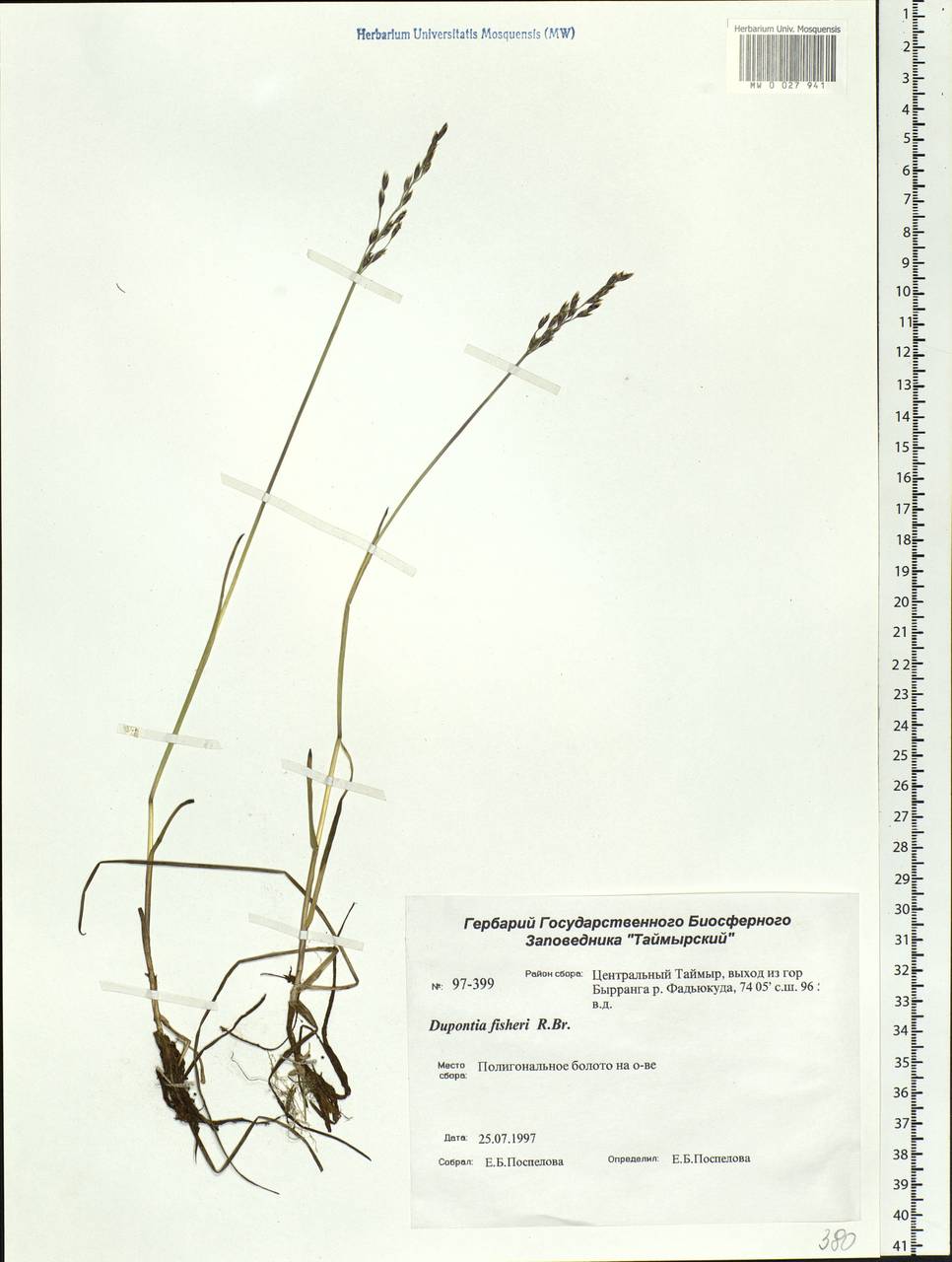Dupontia fisheri R.Br., Siberia, Central Siberia (S3) (Russia)