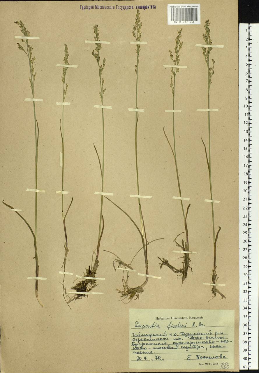 Dupontia fisheri R.Br., Siberia, Central Siberia (S3) (Russia)