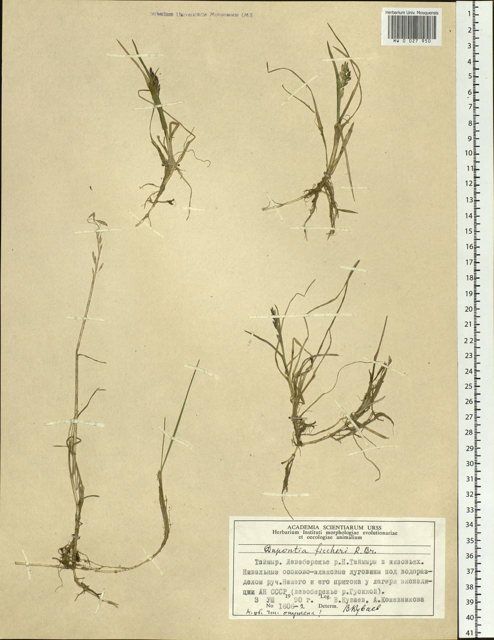 Dupontia fisheri R.Br., Siberia, Central Siberia (S3) (Russia)