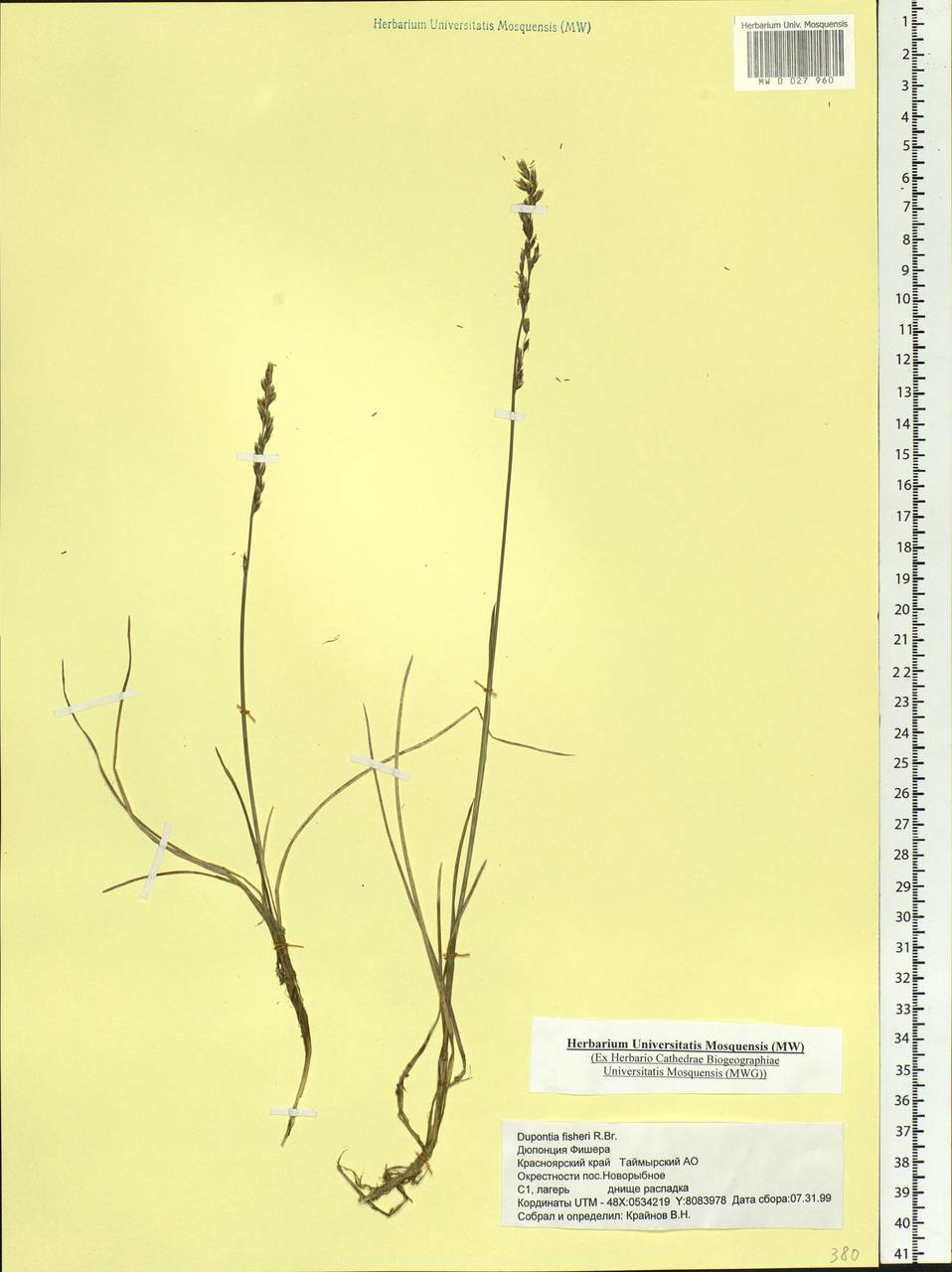 Dupontia fisheri R.Br., Siberia, Central Siberia (S3) (Russia)