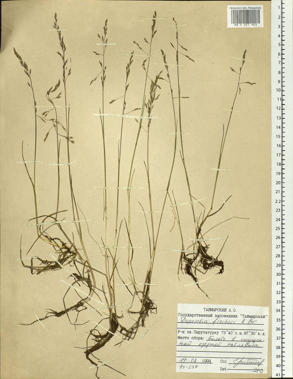 Dupontia fisheri R.Br., Siberia, Central Siberia (S3) (Russia)