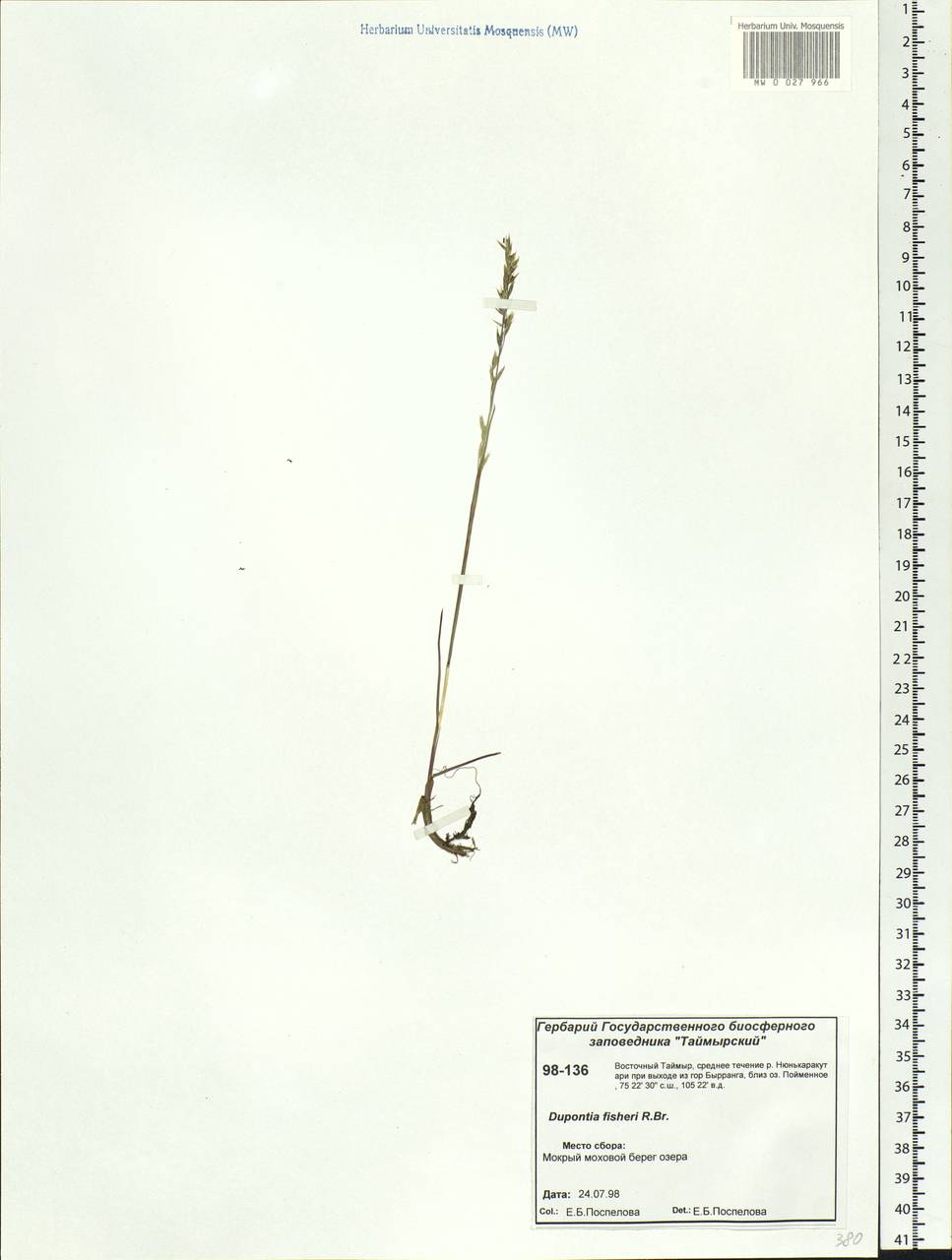 Dupontia fisheri R.Br., Siberia, Central Siberia (S3) (Russia)
