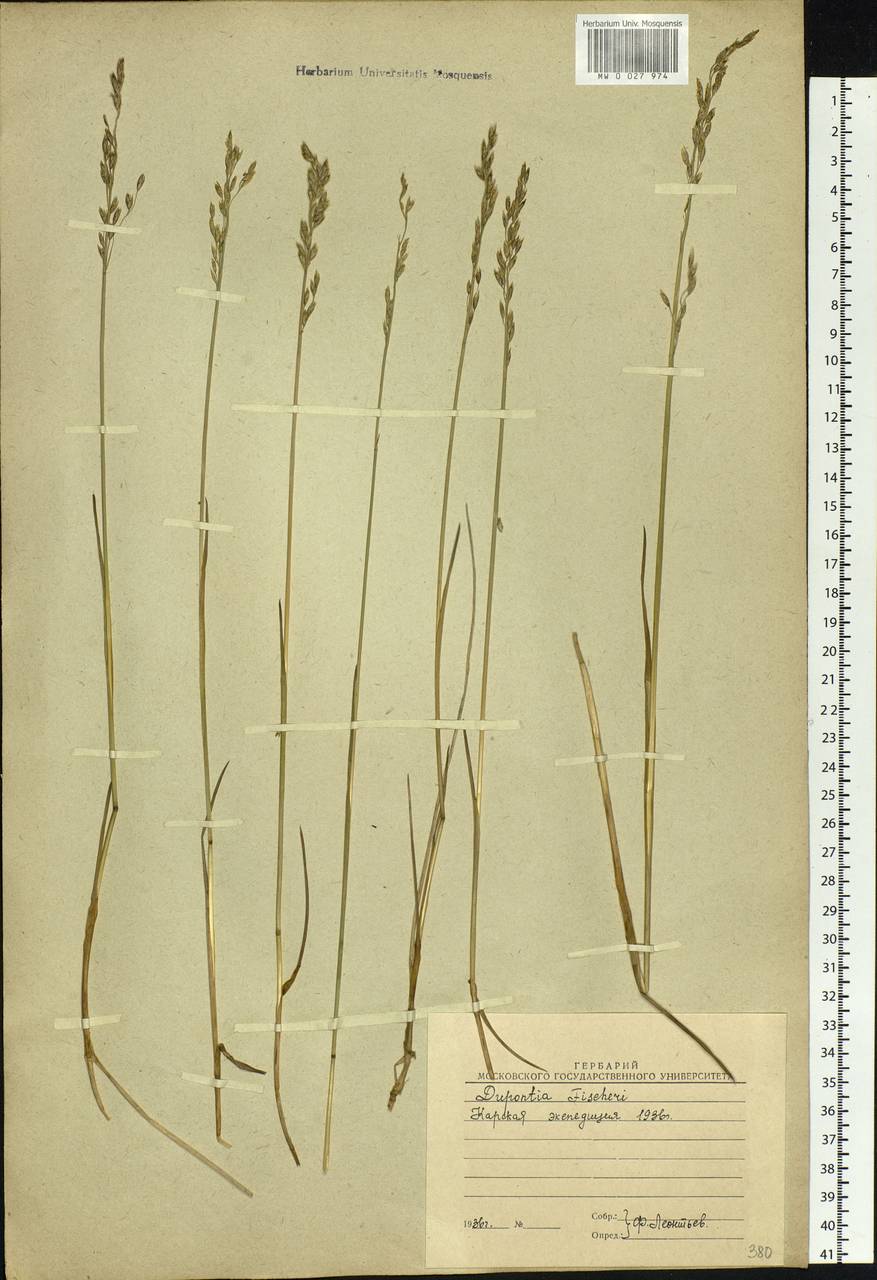 Dupontia fisheri R.Br., Siberia, Western Siberia (S1) (Russia)