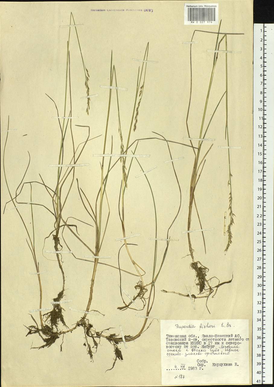 Dupontia fisheri R.Br., Siberia, Western Siberia (S1) (Russia)