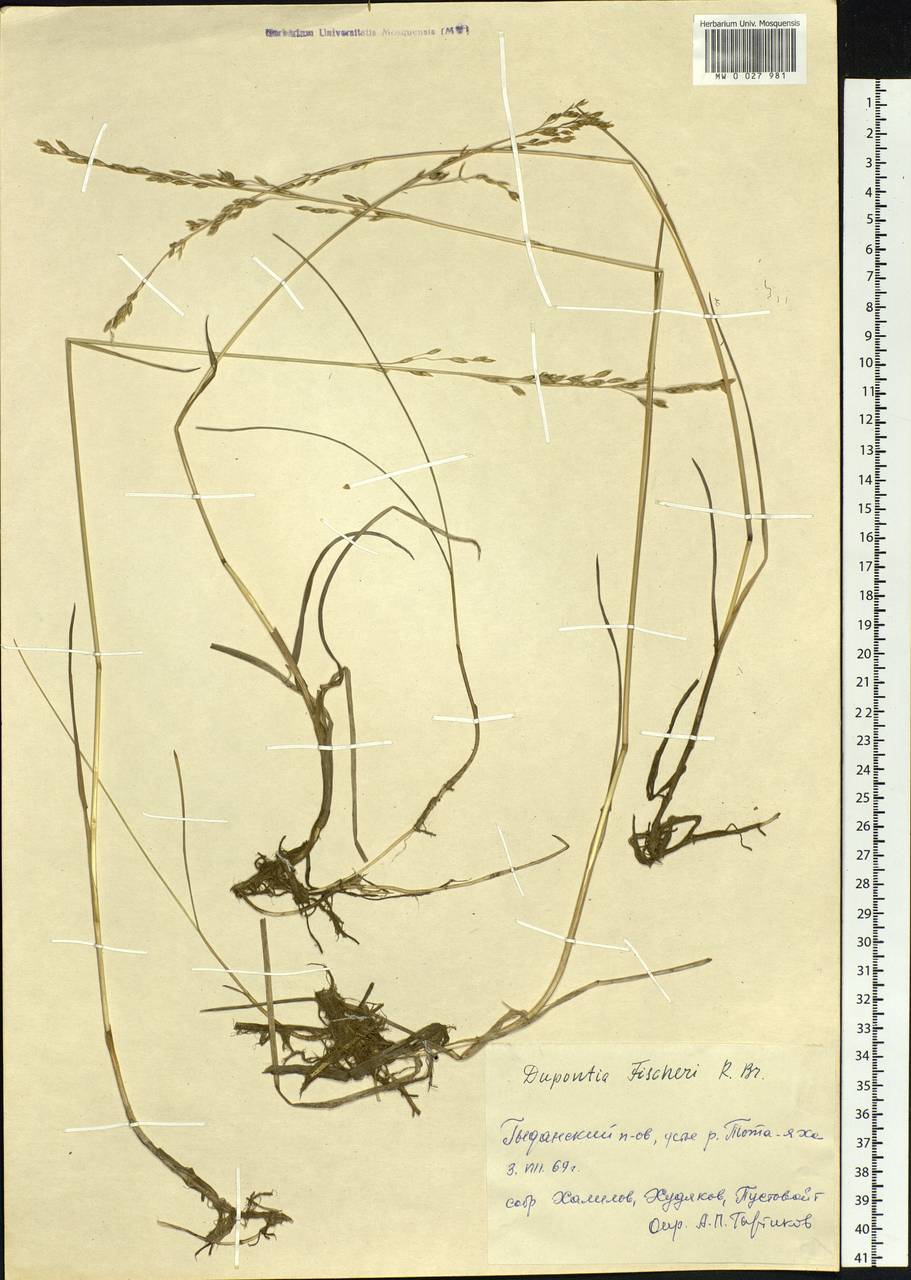 Dupontia fisheri R.Br., Siberia, Western Siberia (S1) (Russia)