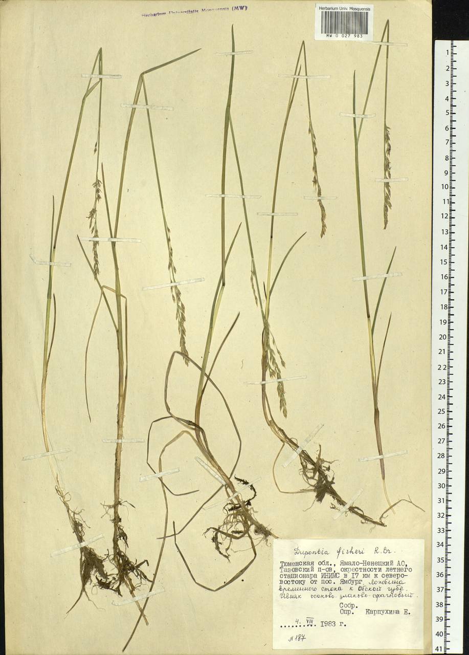 Dupontia fisheri R.Br., Siberia, Western Siberia (S1) (Russia)