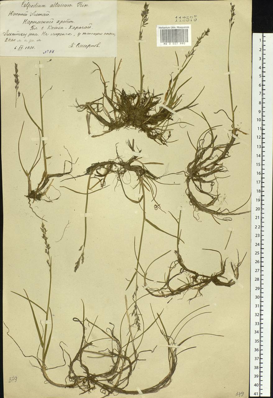Paracolpodium altaicum (Trin.) Tzvelev, Siberia, Western (Kazakhstan) Altai Mountains (S2a) (Kazakhstan)