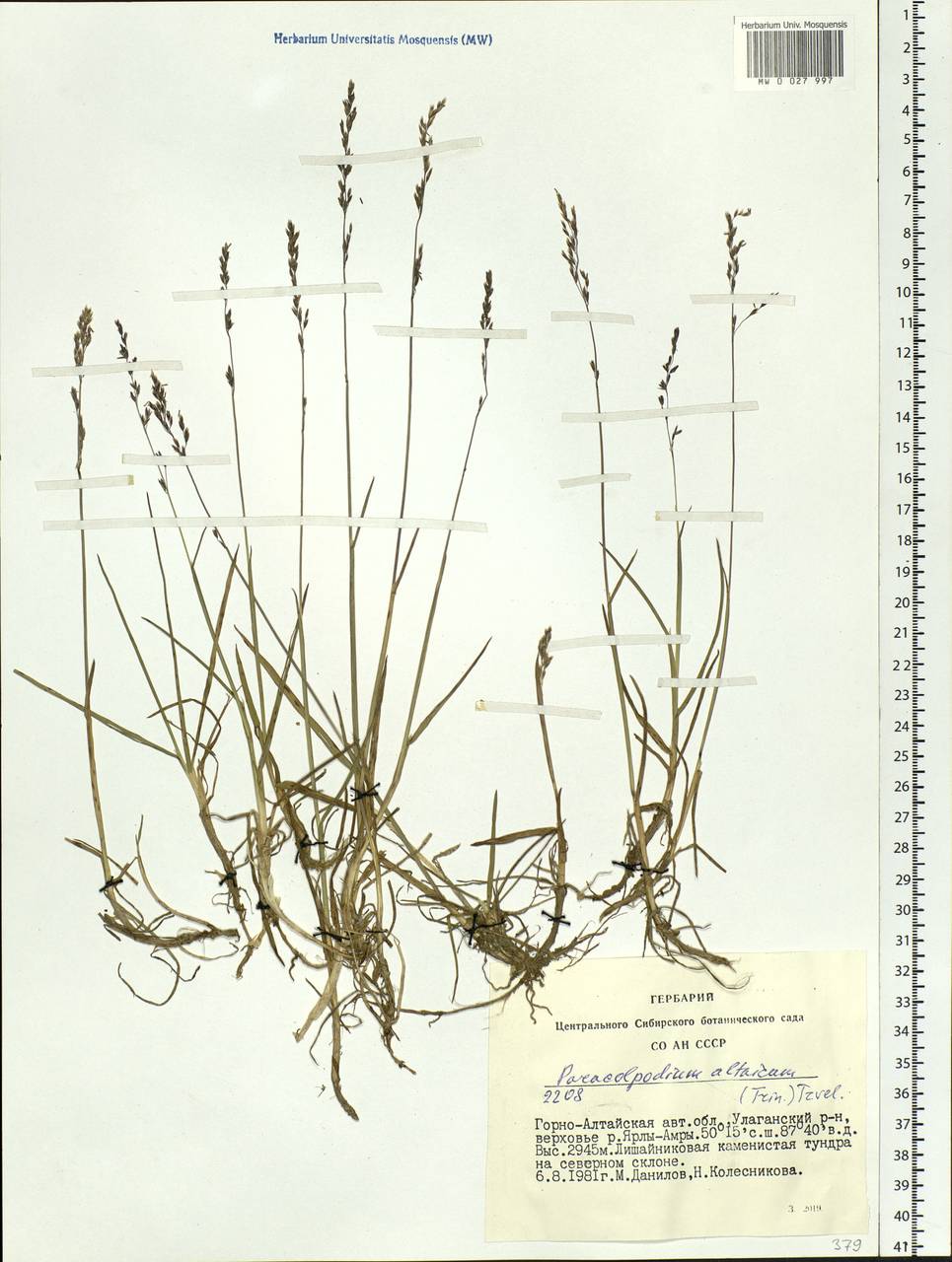 Paracolpodium altaicum (Trin.) Tzvelev, Siberia, Altai & Sayany Mountains (S2) (Russia)