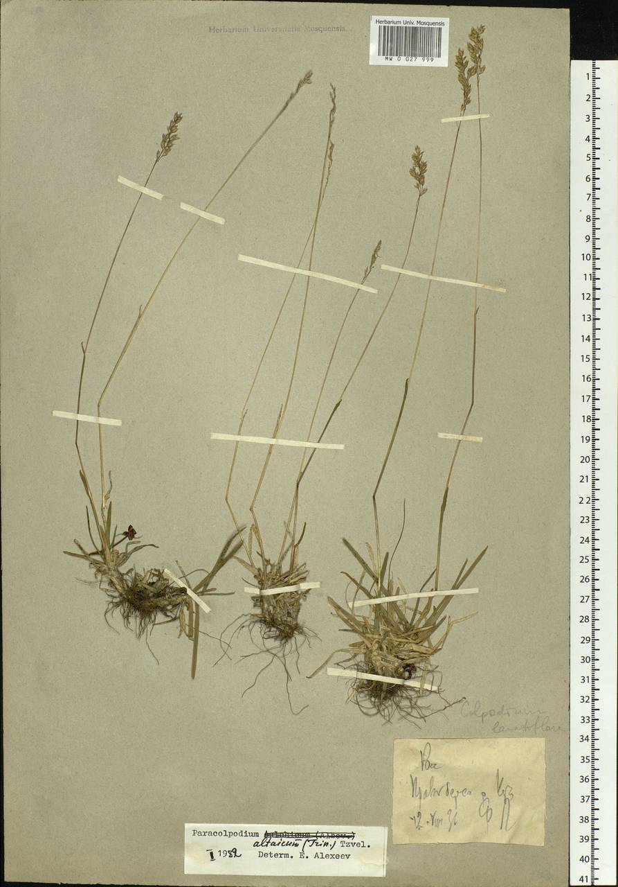 Paracolpodium altaicum (Trin.) Tzvelev, Siberia, Western Siberia (S1) (Russia)