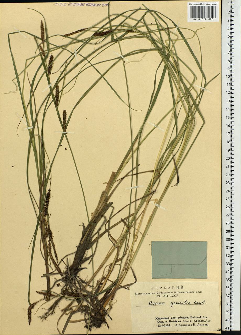 Carex acuta L., Siberia, Altai & Sayany Mountains (S2) (Russia)