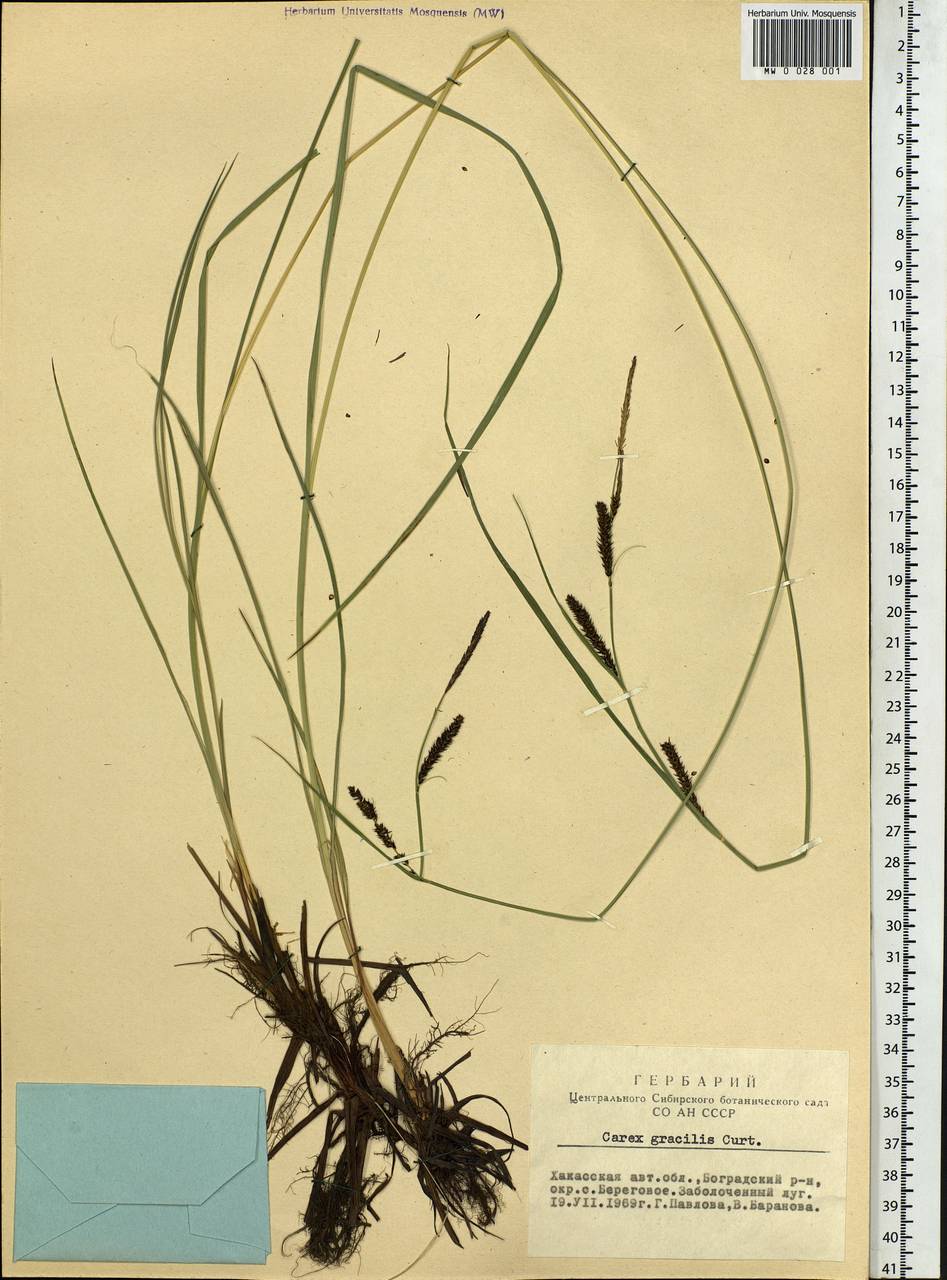 Carex acuta L., Siberia, Altai & Sayany Mountains (S2) (Russia)