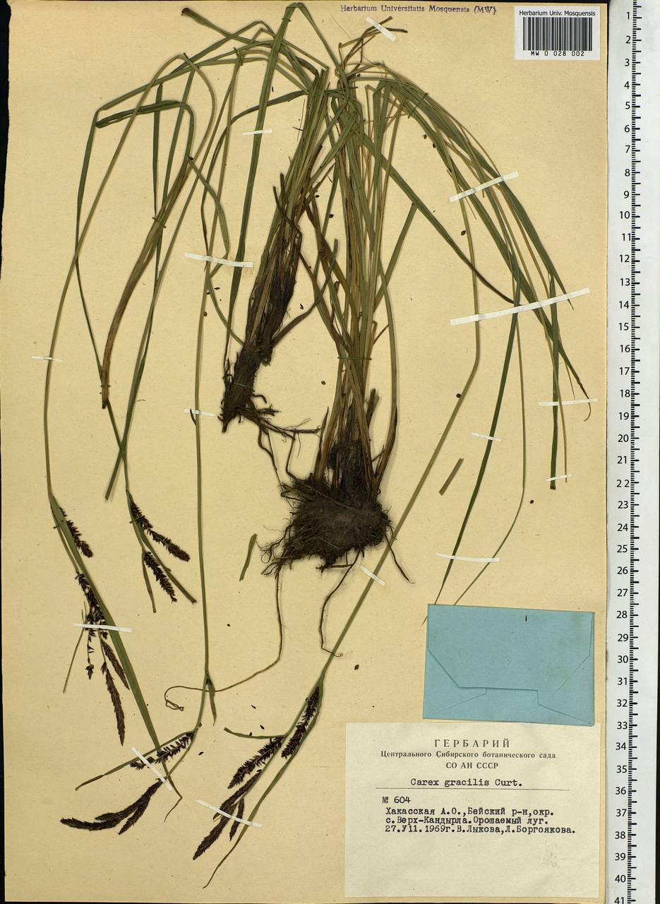 Carex acuta L., Siberia, Altai & Sayany Mountains (S2) (Russia)