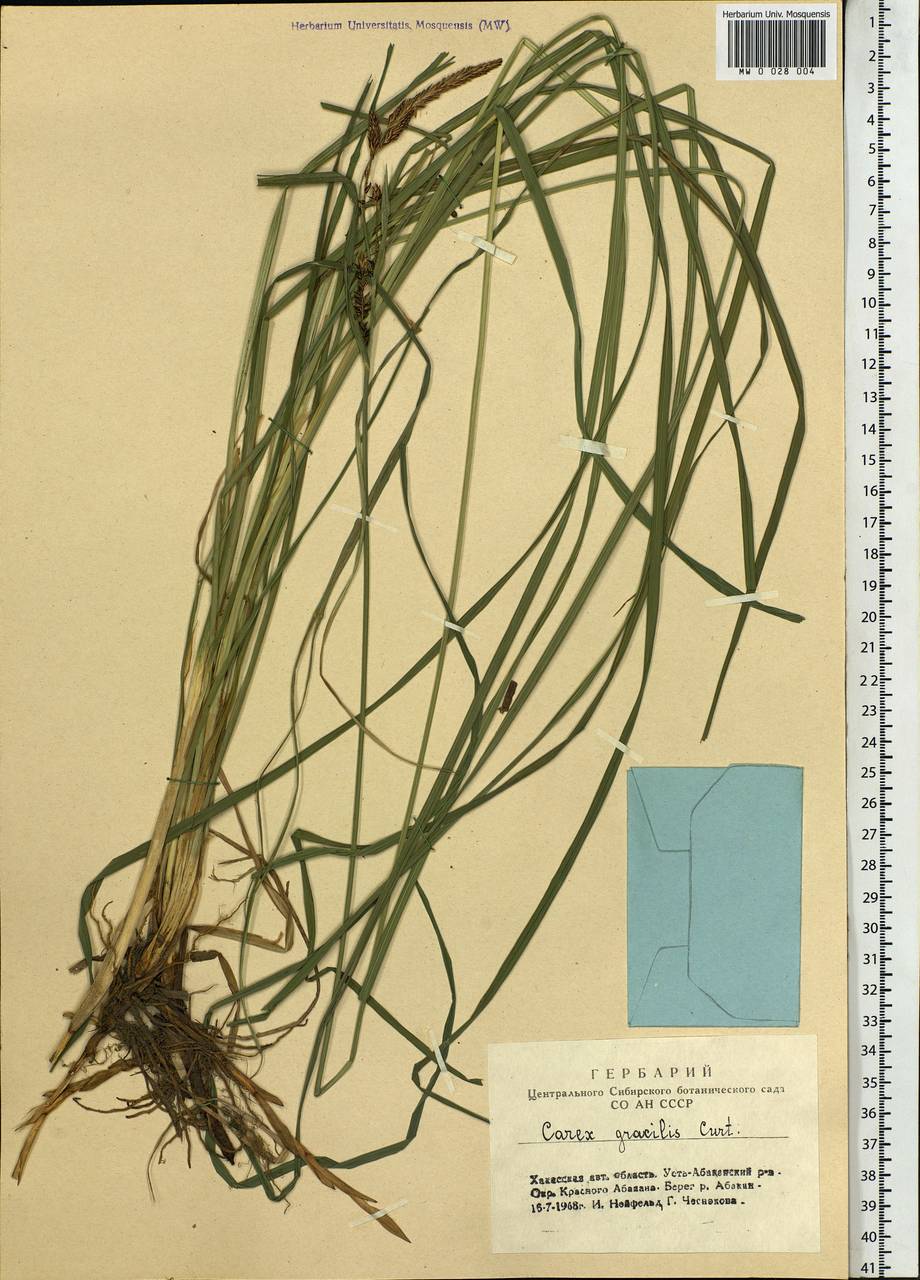 Carex acuta L., Siberia, Altai & Sayany Mountains (S2) (Russia)