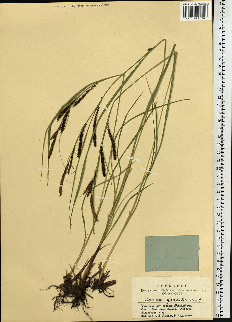 Carex acuta L., Siberia, Altai & Sayany Mountains (S2) (Russia)