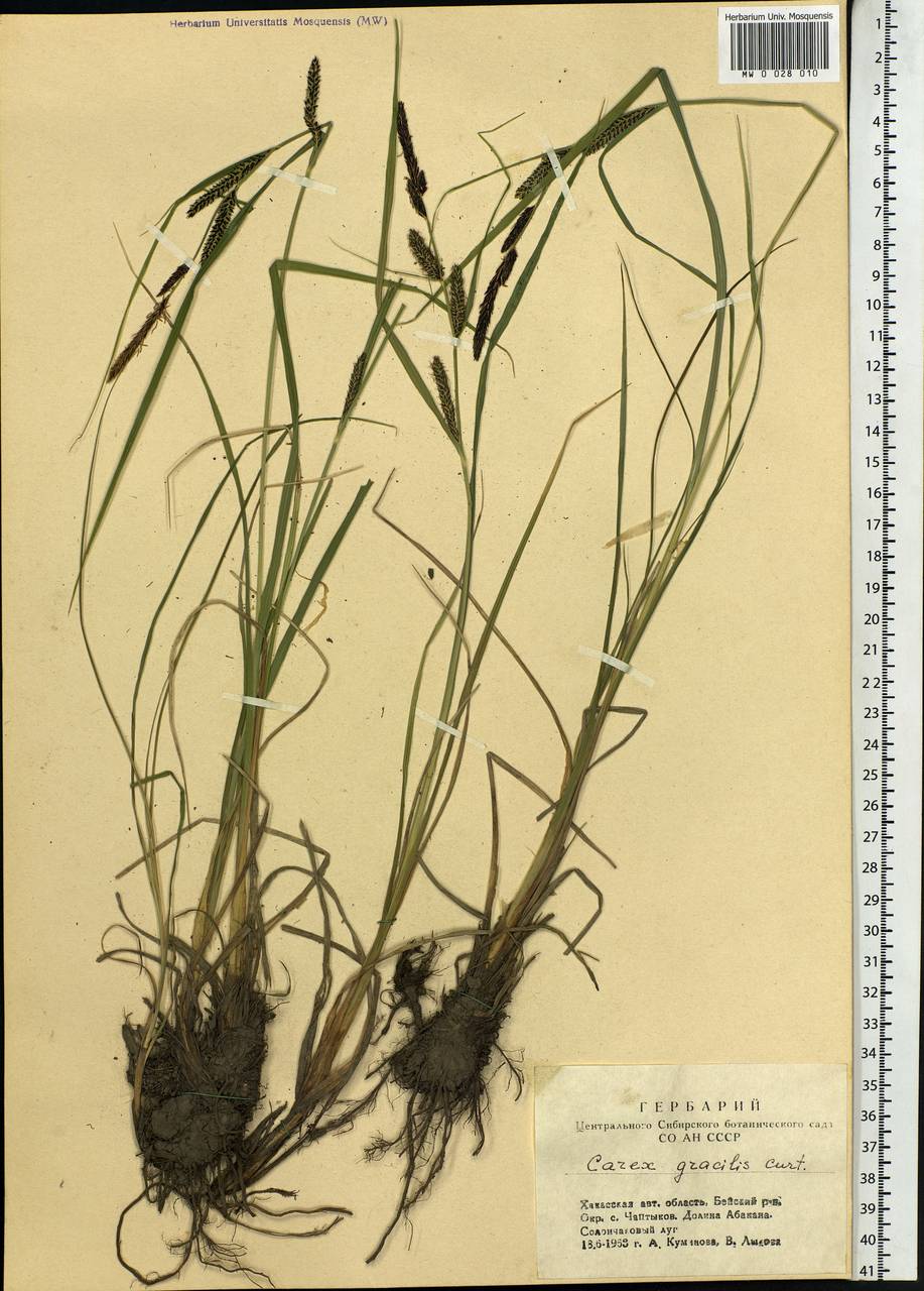 Carex acuta L., Siberia, Altai & Sayany Mountains (S2) (Russia)