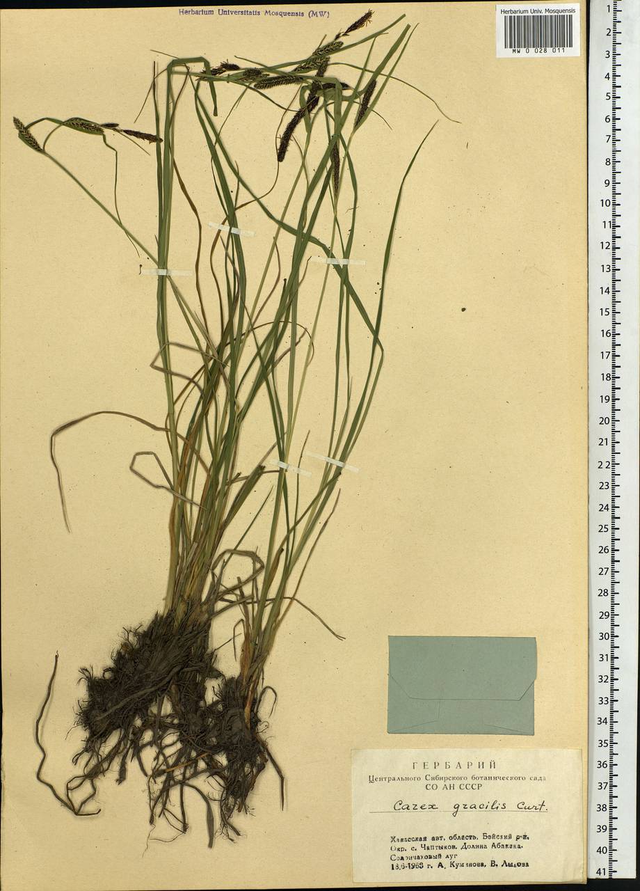 Carex acuta L., Siberia, Altai & Sayany Mountains (S2) (Russia)