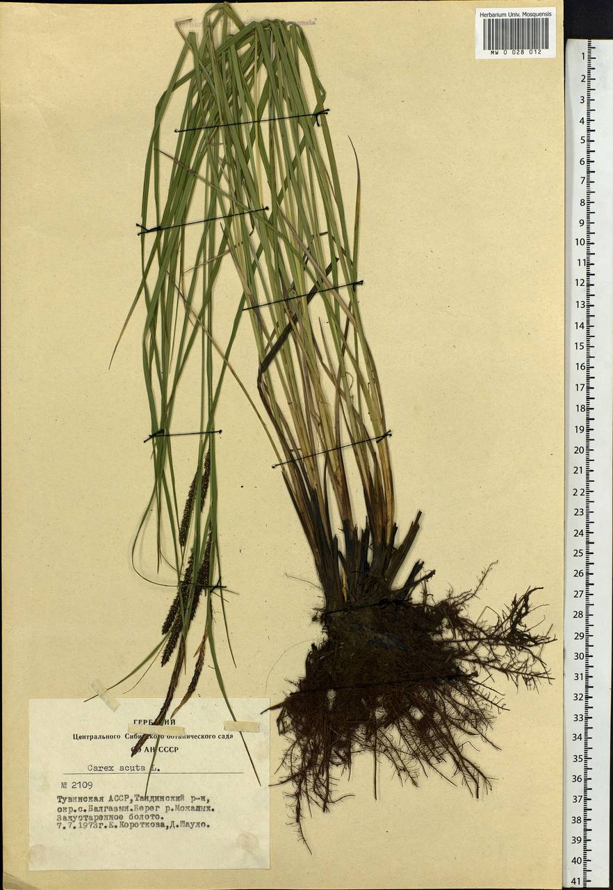 Carex acuta L., Siberia, Altai & Sayany Mountains (S2) (Russia)