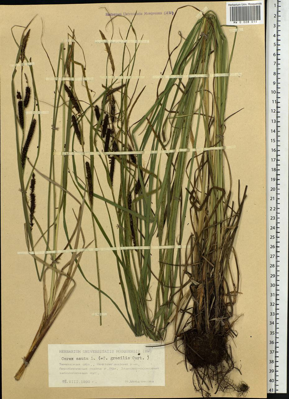 Carex acuta L., Siberia, Western Siberia (S1) (Russia)