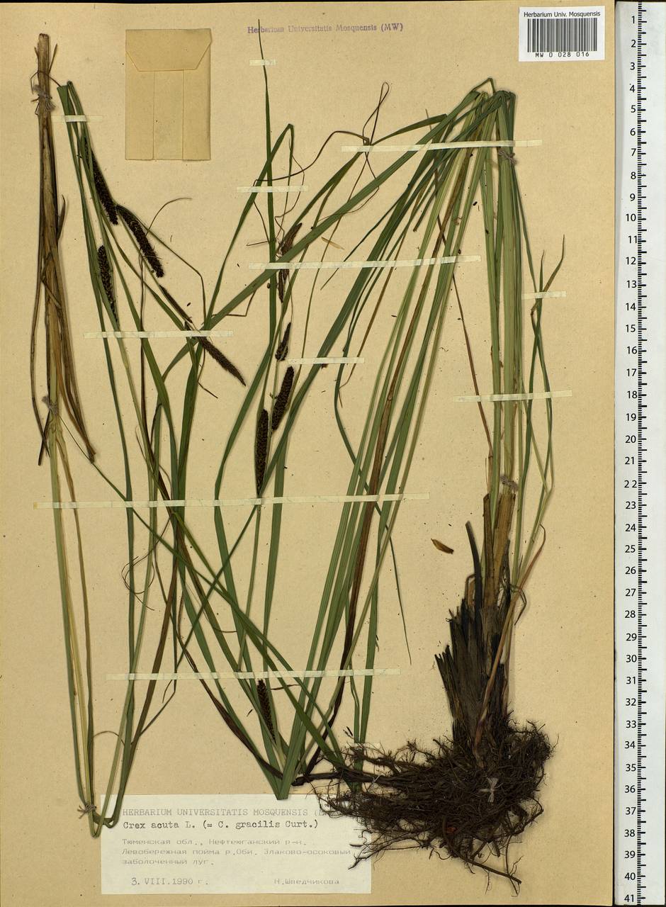 Carex acuta L., Siberia, Western Siberia (S1) (Russia)