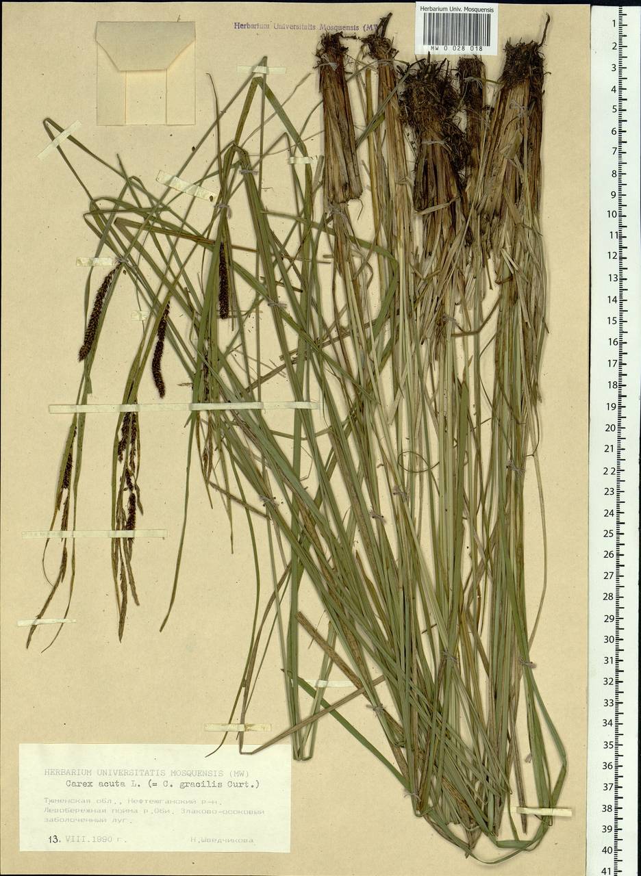 Carex acuta L., Siberia, Western Siberia (S1) (Russia)