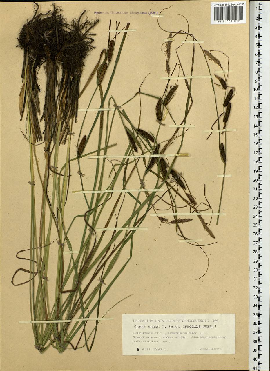 Carex acuta L., Siberia, Western Siberia (S1) (Russia)