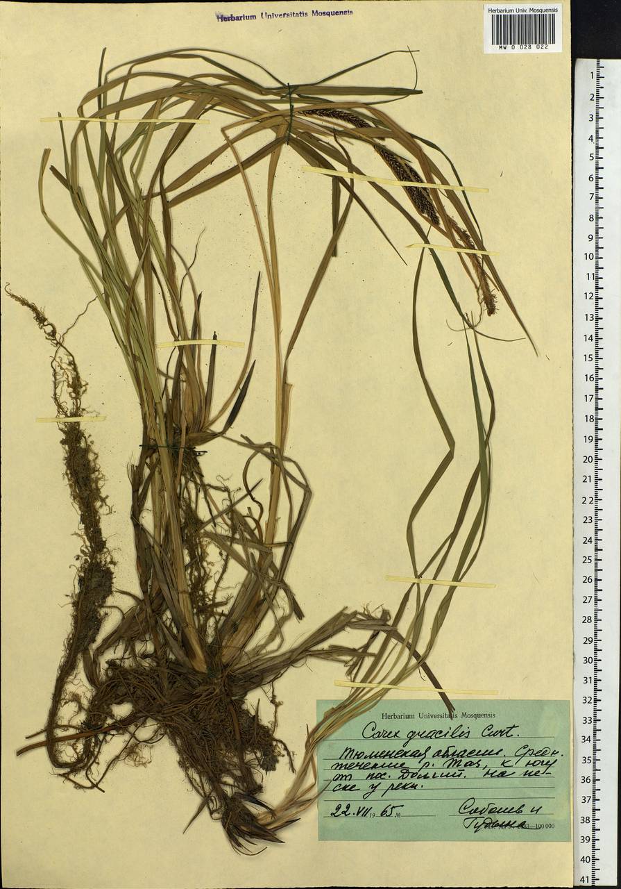 Carex acuta L., Siberia, Western Siberia (S1) (Russia)