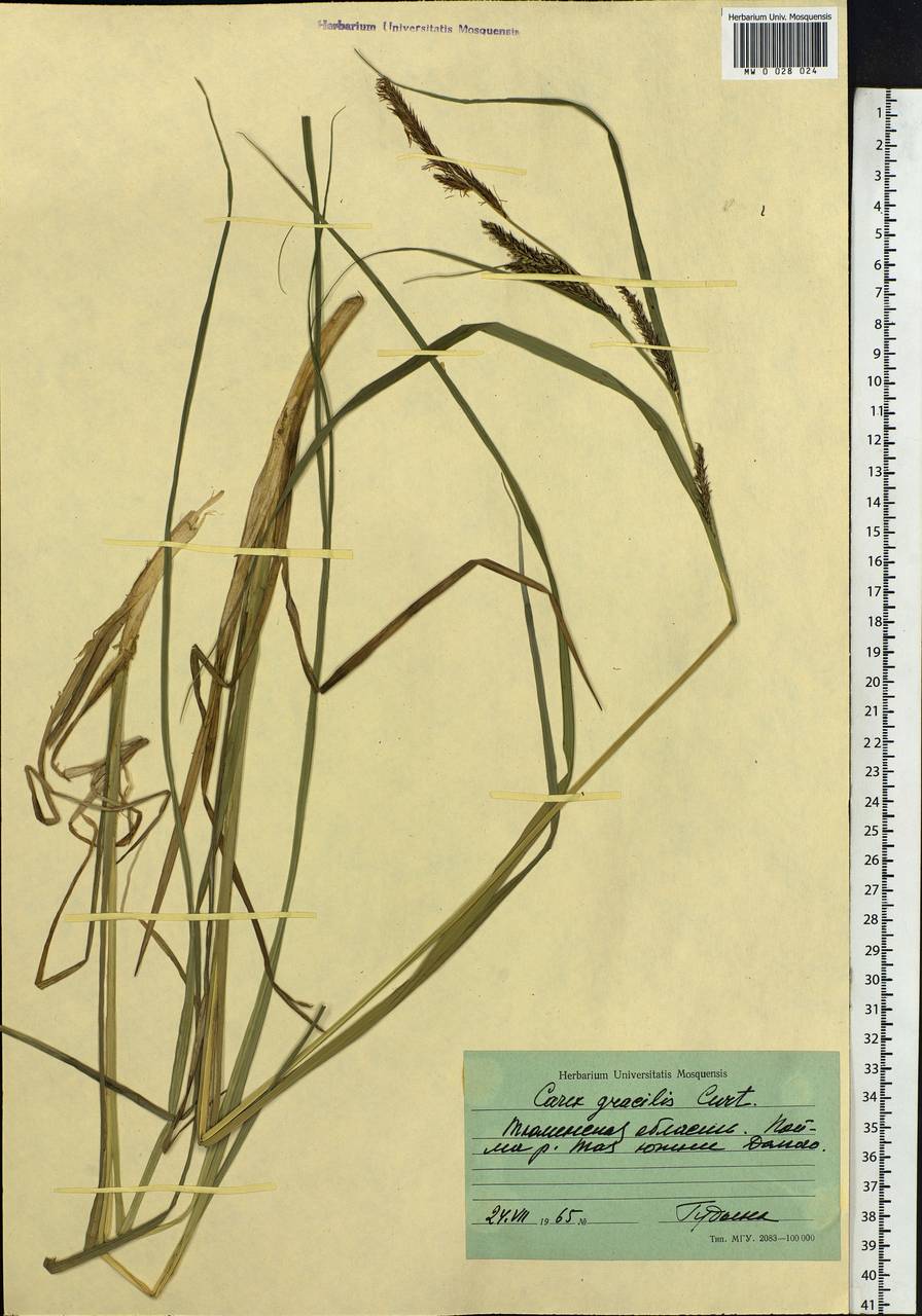 Carex acuta L., Siberia, Western Siberia (S1) (Russia)