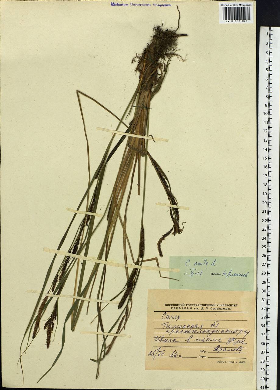 Carex acuta L., Siberia, Western Siberia (S1) (Russia)
