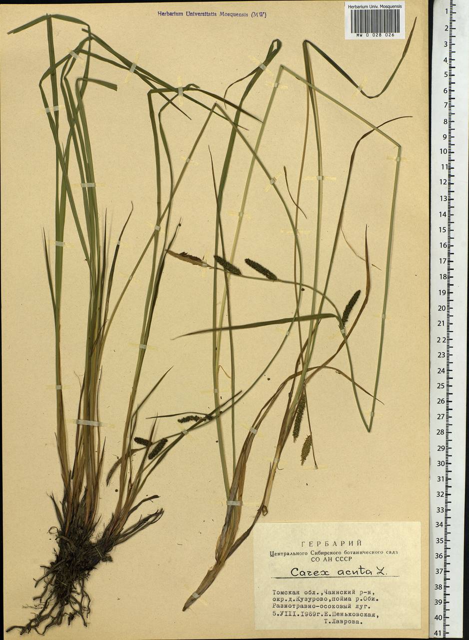 Carex acuta L., Siberia, Western Siberia (S1) (Russia)