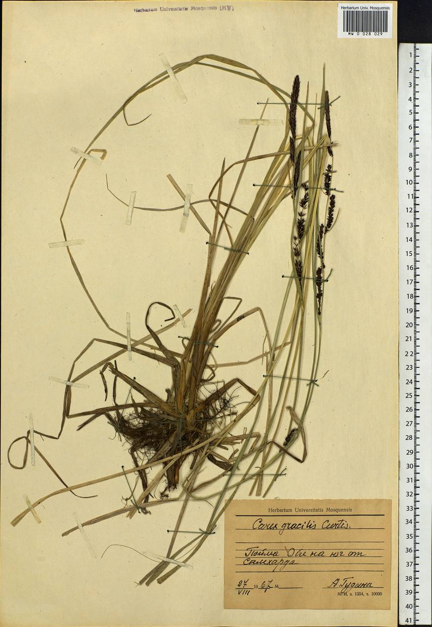 Carex acuta L., Siberia, Western Siberia (S1) (Russia)