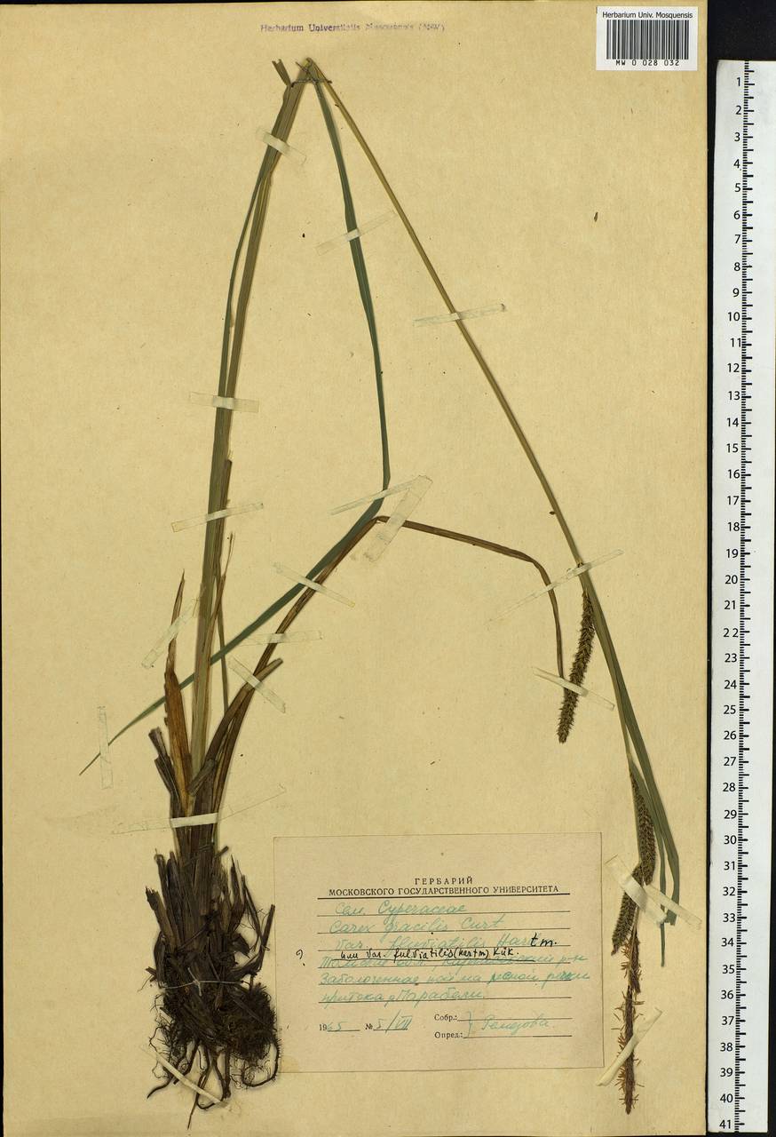 Carex acuta L., Siberia, Western Siberia (S1) (Russia)