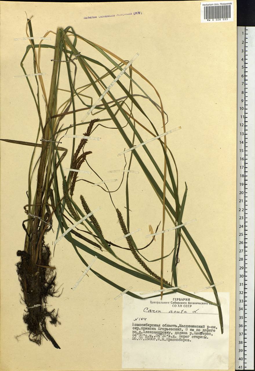 Carex acuta L., Siberia, Western Siberia (S1) (Russia)