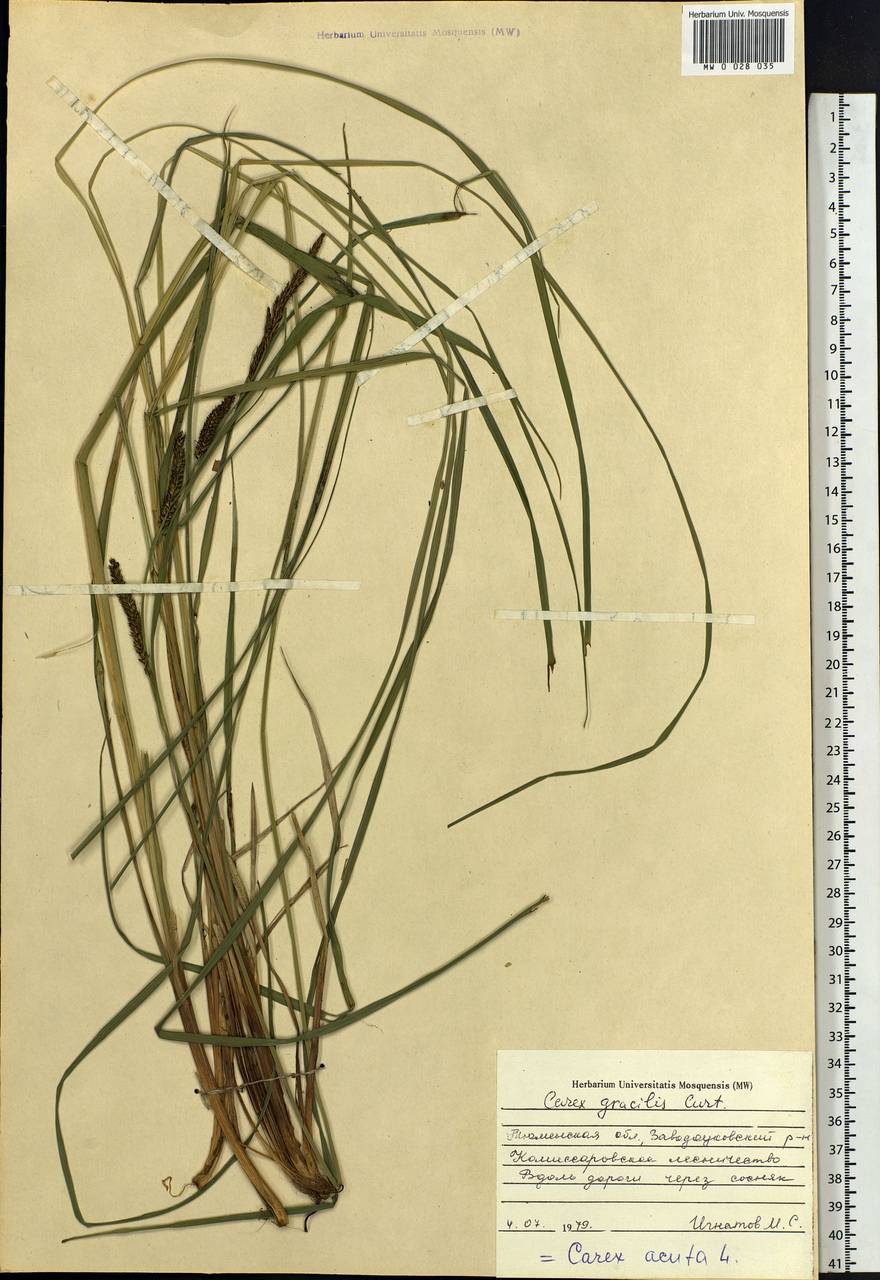 Carex acuta L., Siberia, Western Siberia (S1) (Russia)