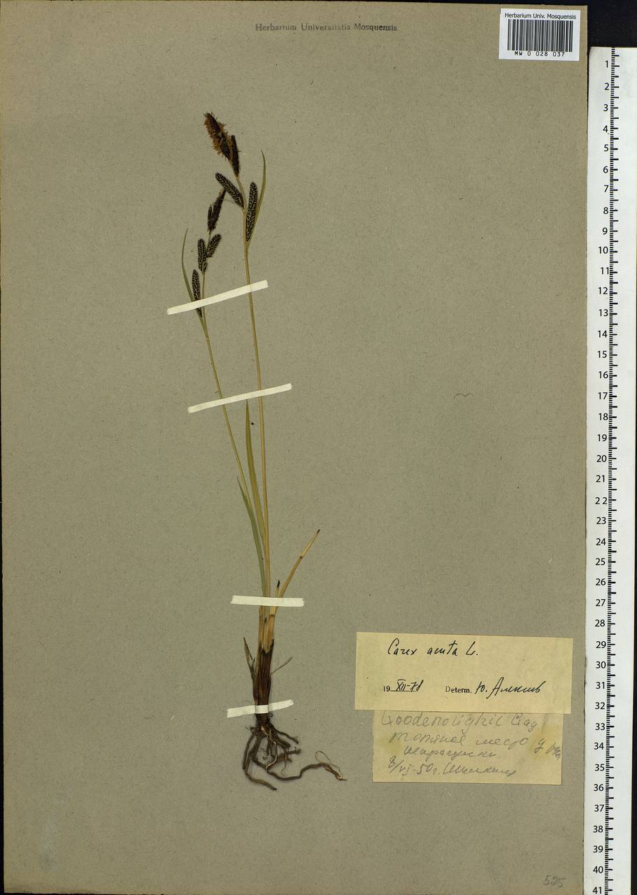 Carex acuta L., Siberia, Baikal & Transbaikal region (S4) (Russia)