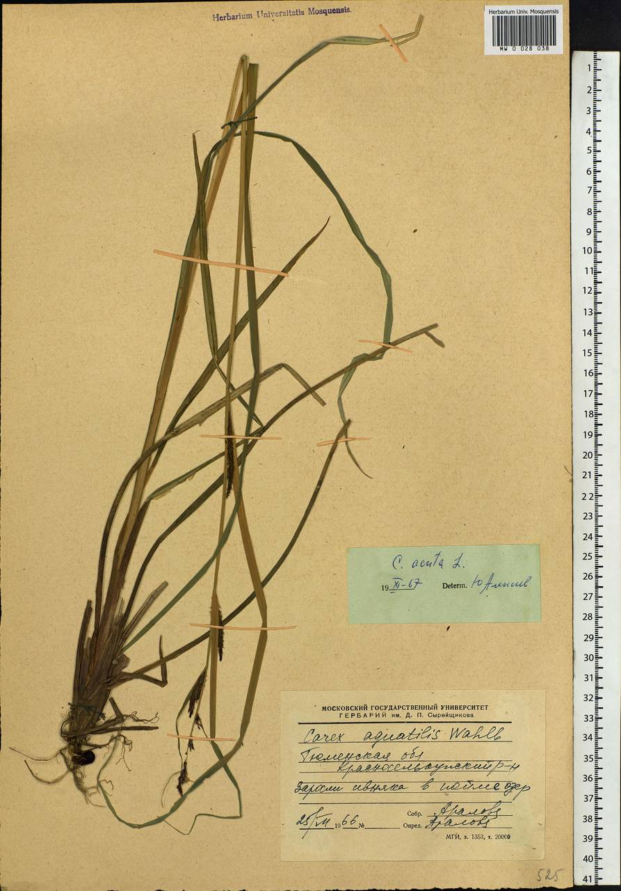 Carex acuta L., Siberia, Western Siberia (S1) (Russia)