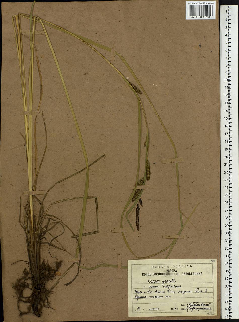 Carex acuta L., Siberia, Western Siberia (S1) (Russia)