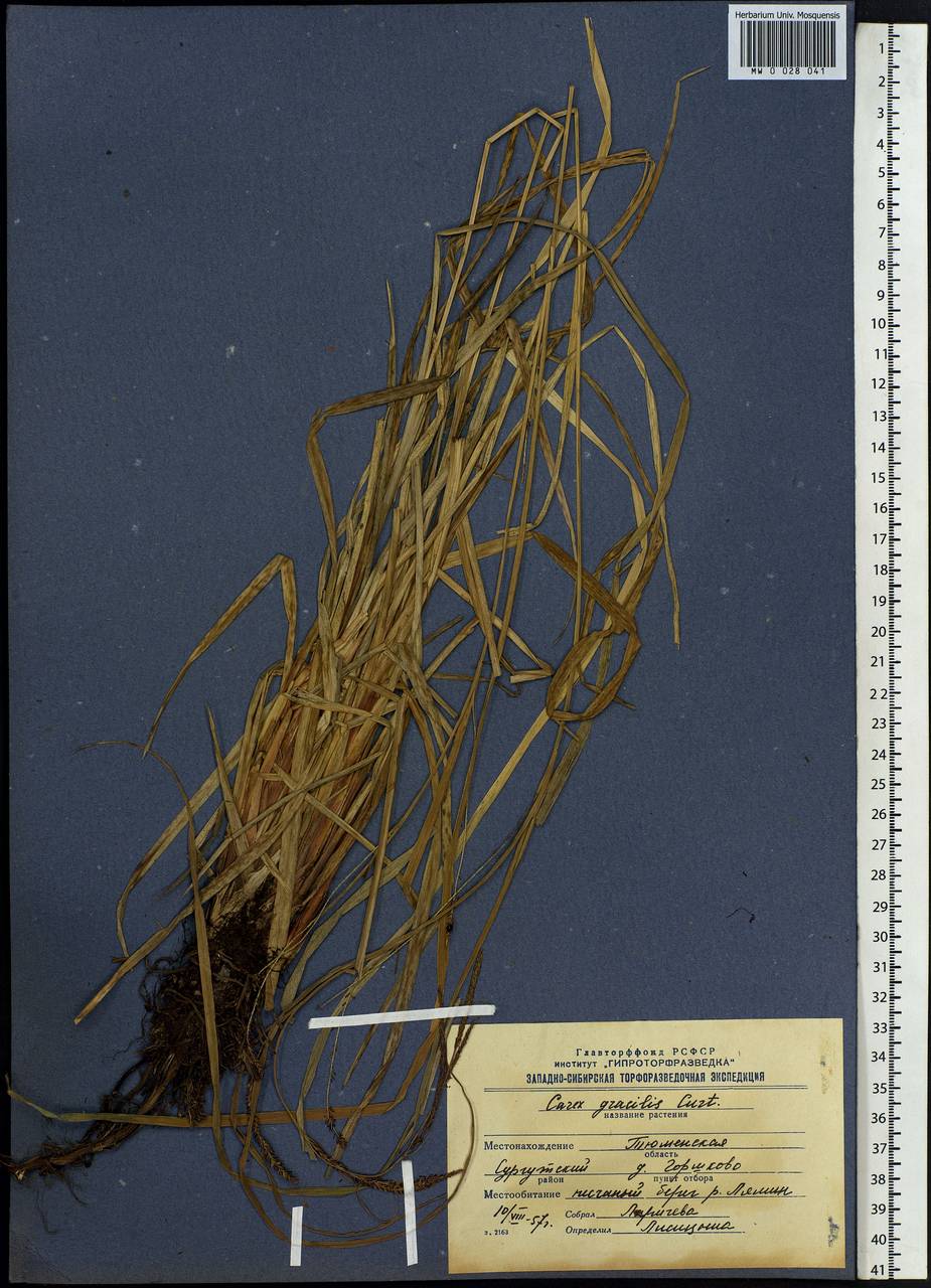 Carex acuta L., Siberia, Western Siberia (S1) (Russia)