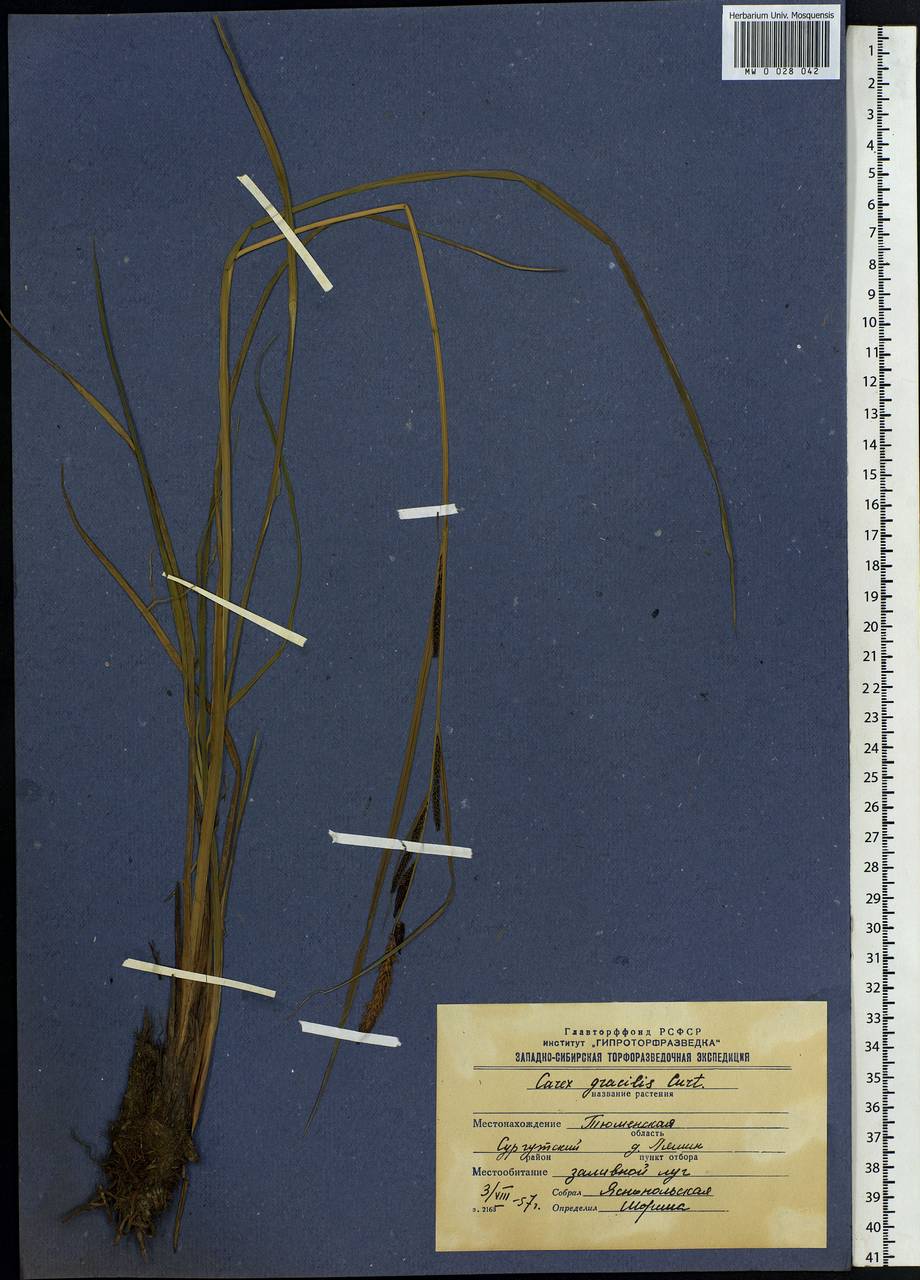 Carex acuta L., Siberia, Western Siberia (S1) (Russia)