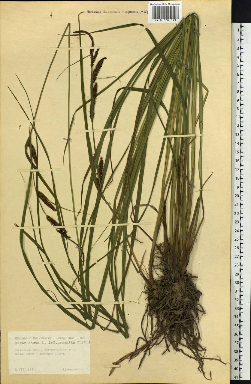 Carex acuta L., Siberia, Western Siberia (S1) (Russia)