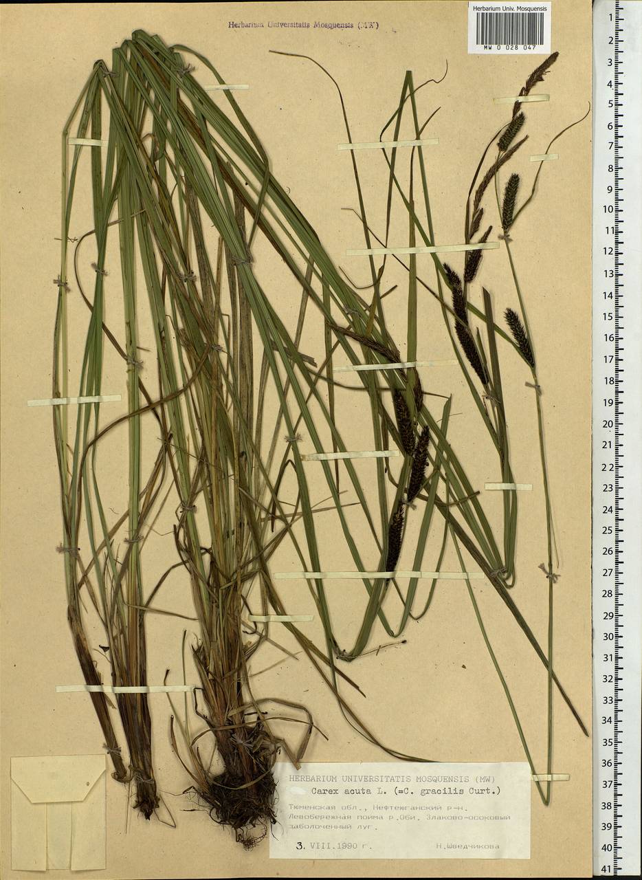 Carex acuta L., Siberia, Western Siberia (S1) (Russia)