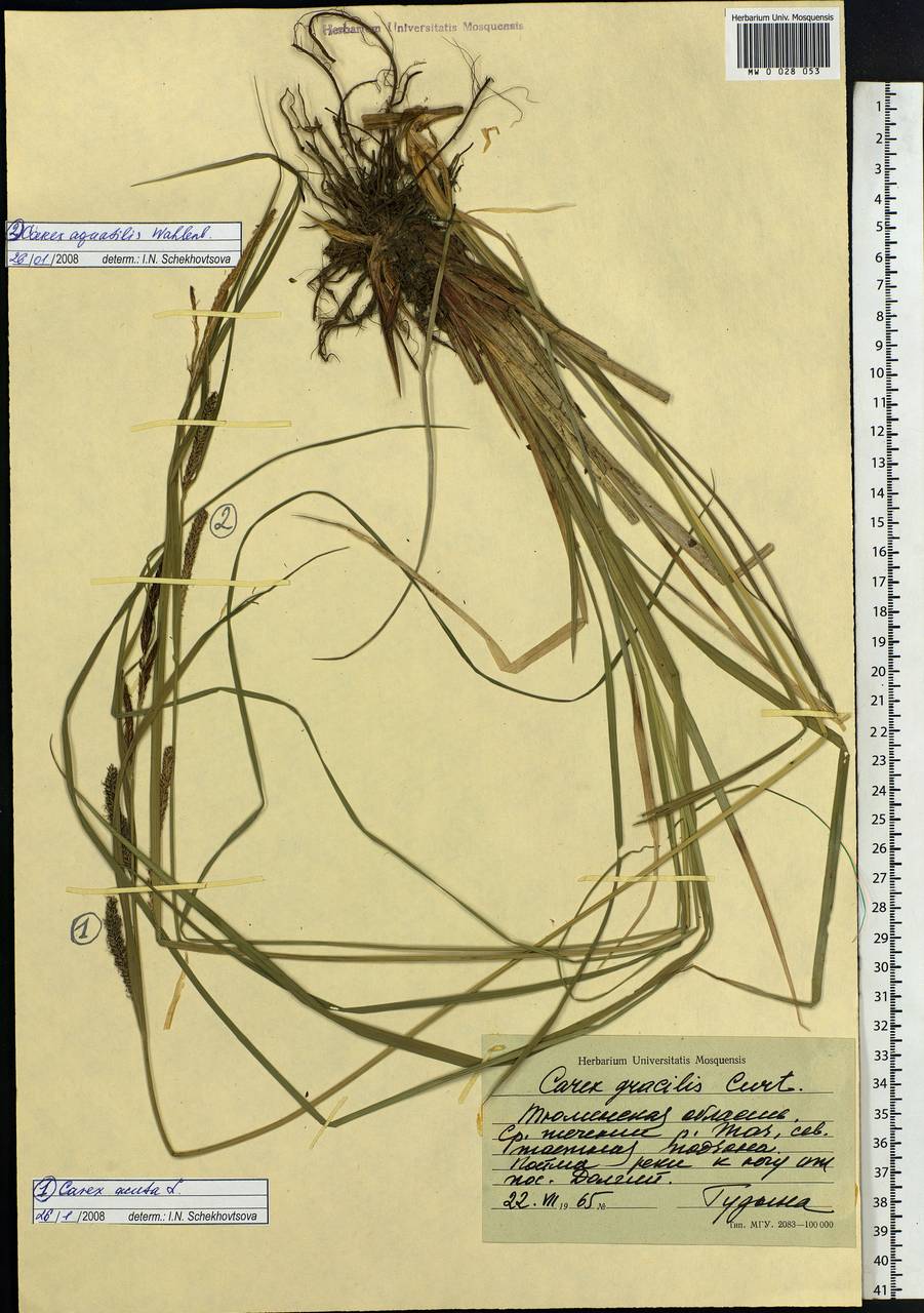 Carex acuta L., Siberia, Western Siberia (S1) (Russia)